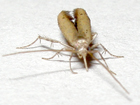 Batrachedra confusella